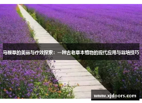 马鞭草的美丽与疗效探索：一种古老草本植物的现代应用与栽培技巧